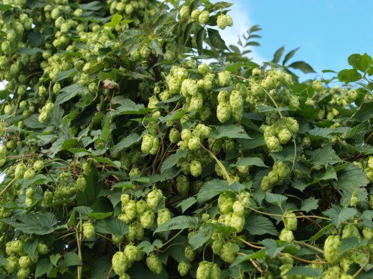 flickr: Robert Verzo