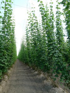 flickr: sanfamedia.com