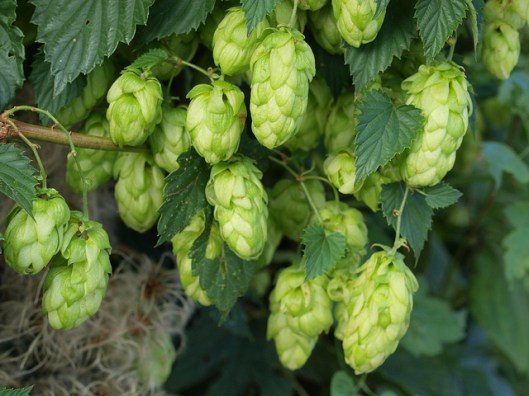 flickr: Robert Verzo