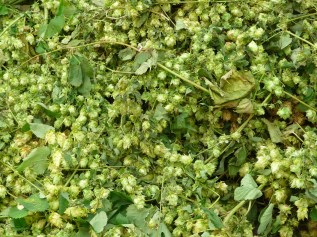 wikicommons: 3268zauber