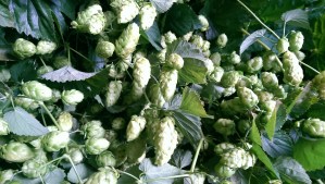 Frisch geerntete Hopfendolden aus der Hallertau